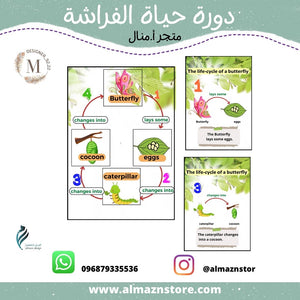 دورة حياة الفراشات    ⁩⁩⁩⁩⁩⁩⁩